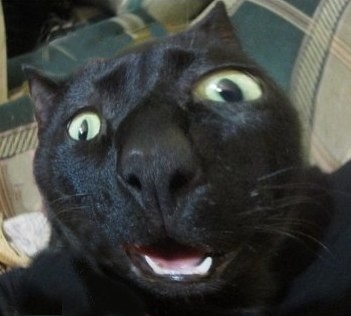 Кто?! Кто посмел обидеть маленького?!