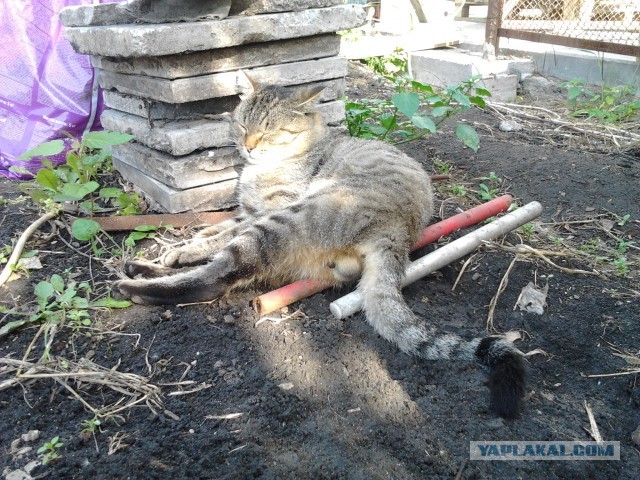 Просто мой кот