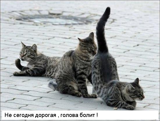 Подпиши фото!