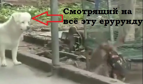 Хабиб vs Мак Грегор