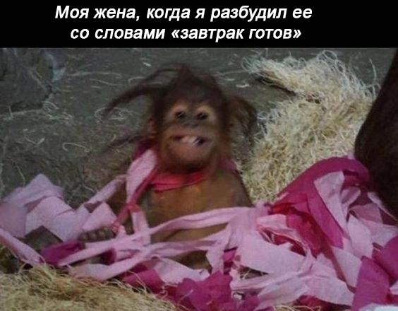 11 мемасиков про животных и отношения