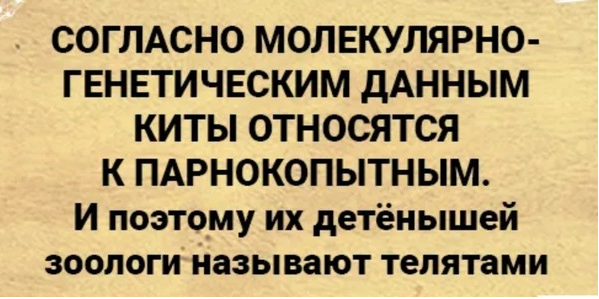 Бредзона 02.02.21