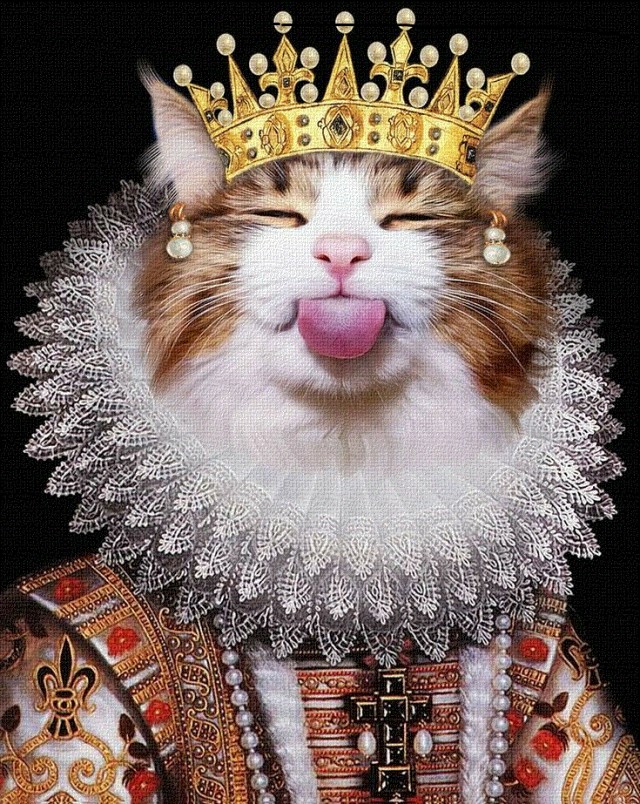 Рыцари коты