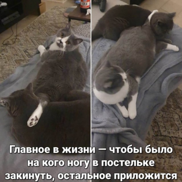 Картинки и мемы, всем хороших выходных