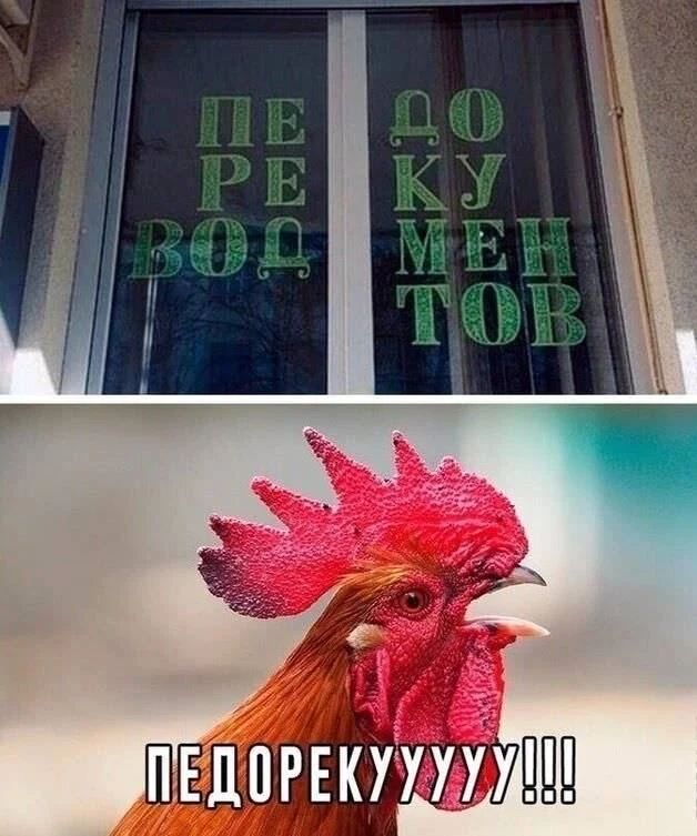 Весёлый полтишок 13.08.24