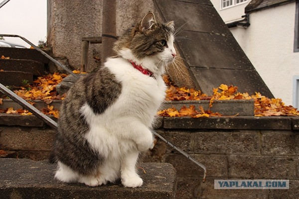 Котовторник 9.07.2013