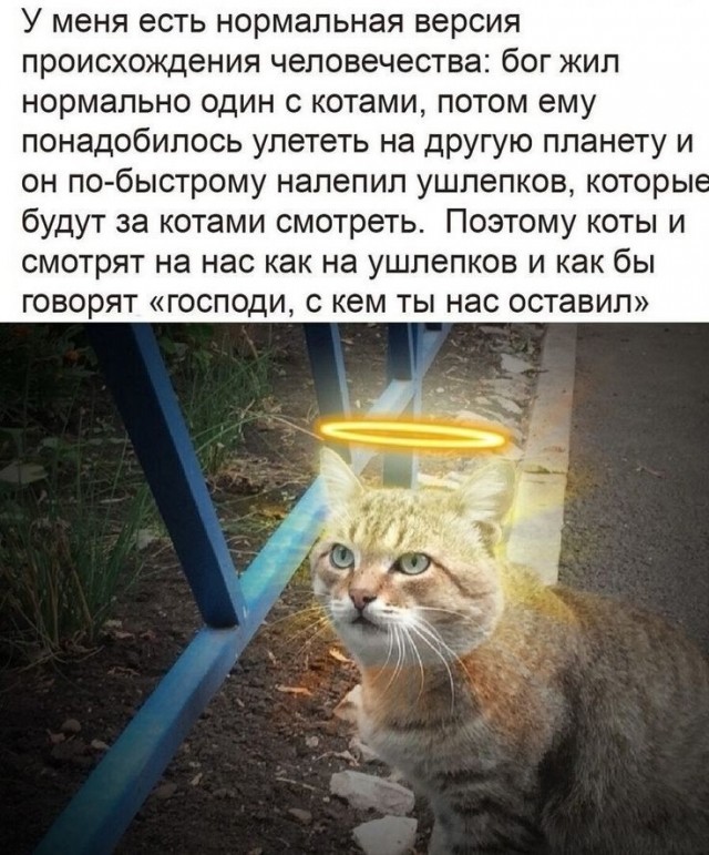 Всемирный день котиков.