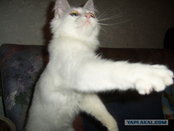 Про спасенных котеек