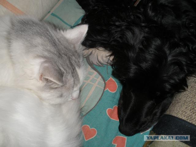 Котовторник  25.03.2014