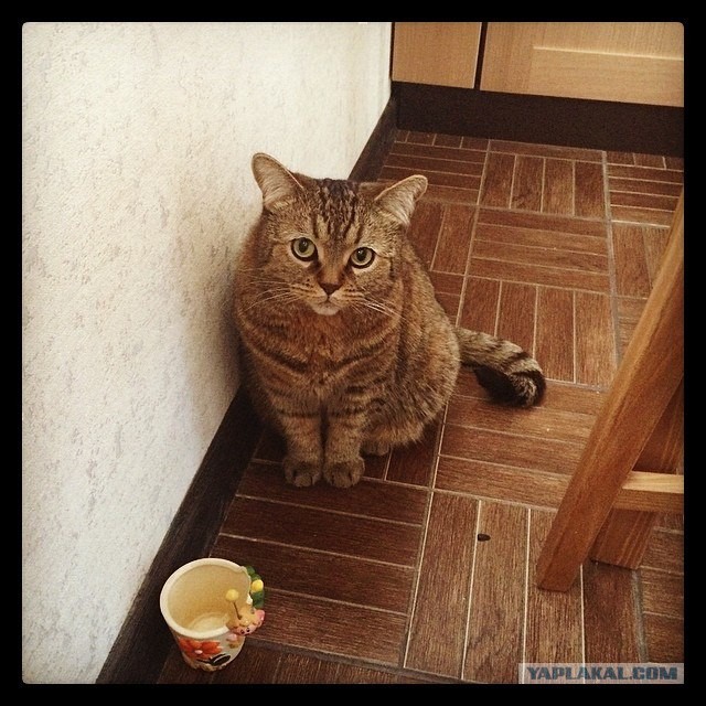 Котовторник 27.5.2014