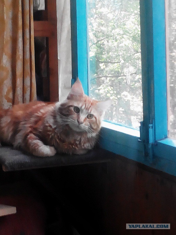 Котовторник 23.09.2014.