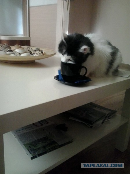 Котовторник 30.09.2014