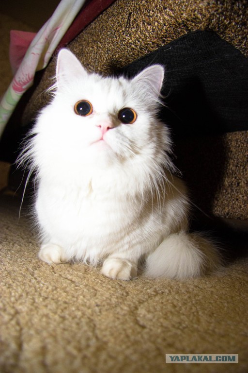 Котовторник 04.11.2014