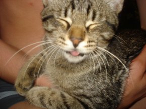 Котэ, которых застали врасплох
