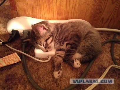 Котовторник.