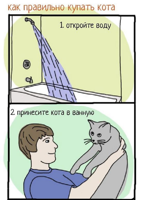 Инструкция: как правильно купать кота