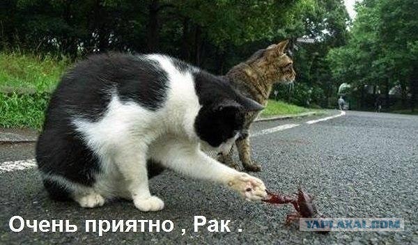 Котовторнику посвящается.
