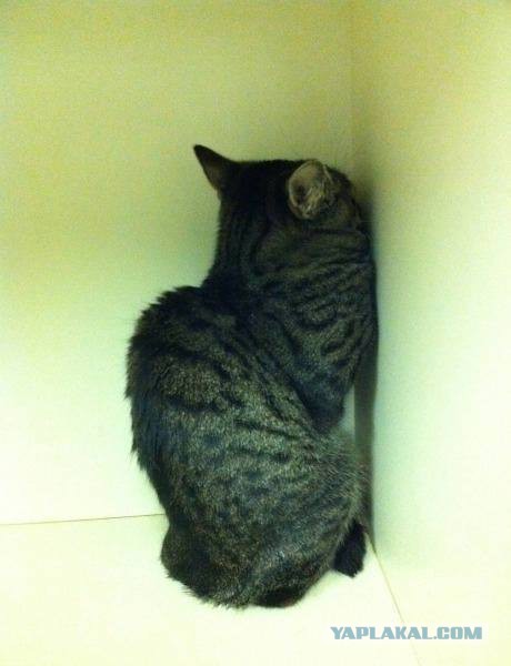 Кот-террорист