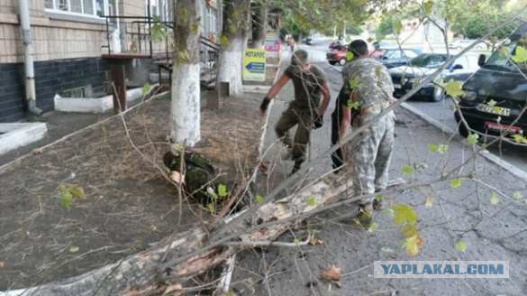 Боец ПС охранял дерево