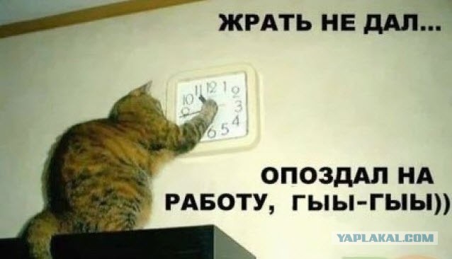 Зря кота научили этому