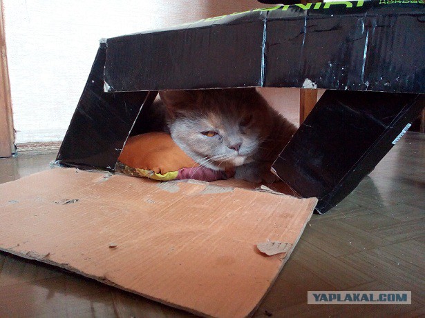Котовторник 26.01.2016