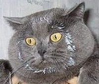 Коты, которые пытались что-то украсть