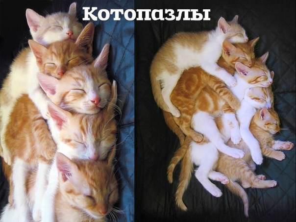 Прикольные животные