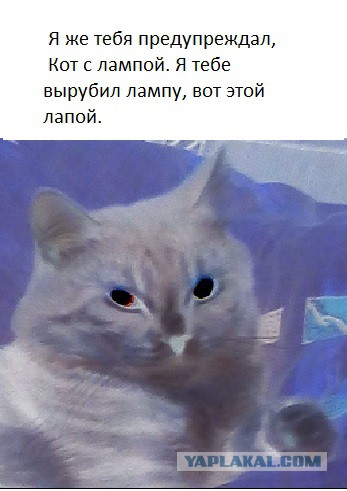 ЯП-конкурс: Замерь кота