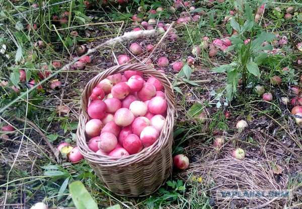 Путин о продуктовом эмбарго: Будем тянуть как можно дольше
