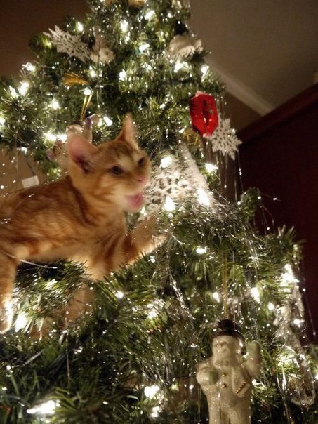 Коты из сети