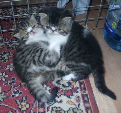Коты из сети