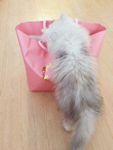 Коты из сети