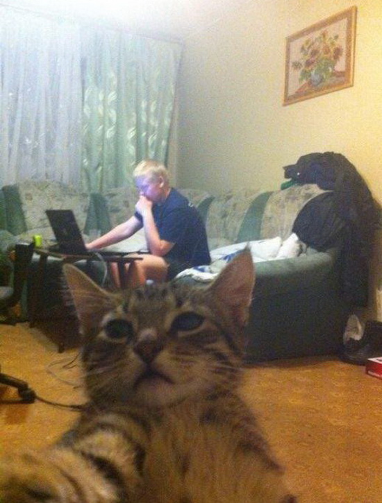 Коты и Кошки