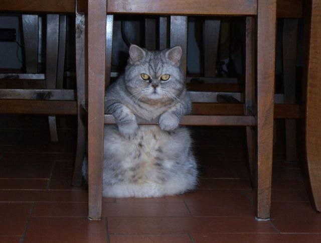 Коты и Кошки