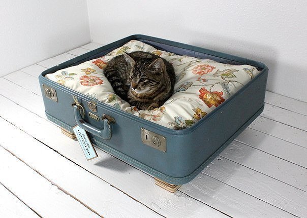 Коты и Кошки