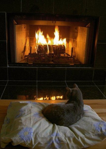 Коты и Кошки