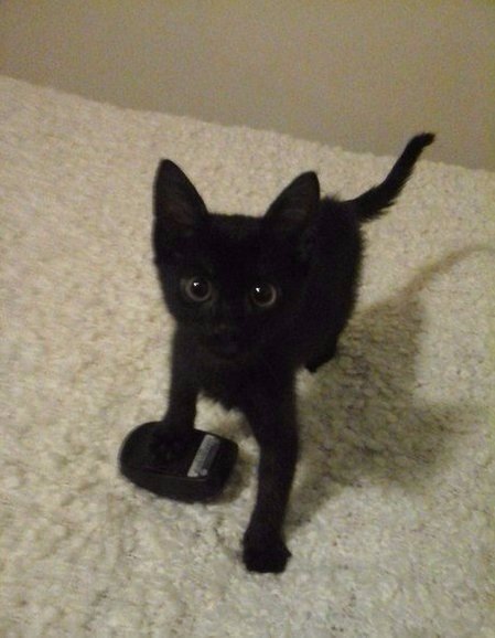 Коты и Кошки