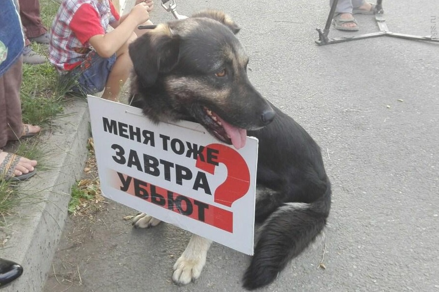 Фото Убивают Животных