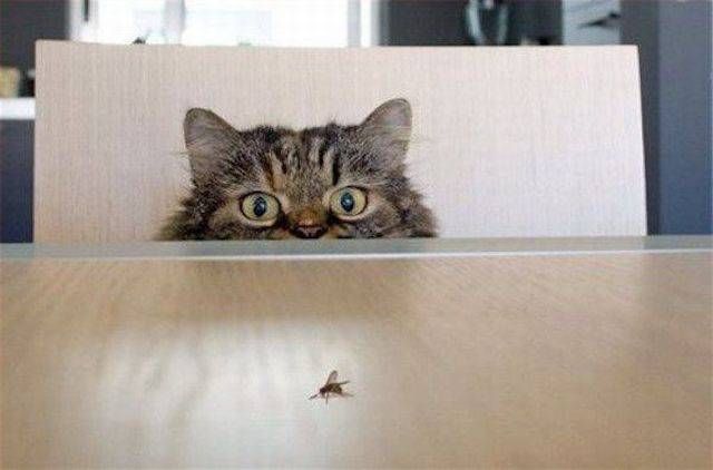 Коты и Кошки