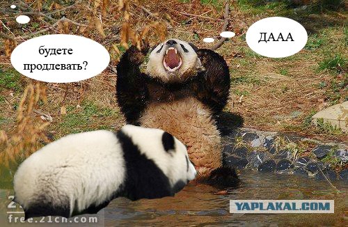 Злая панда (7 фото)