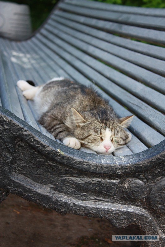 Котовторник - С праздником, котоводы!