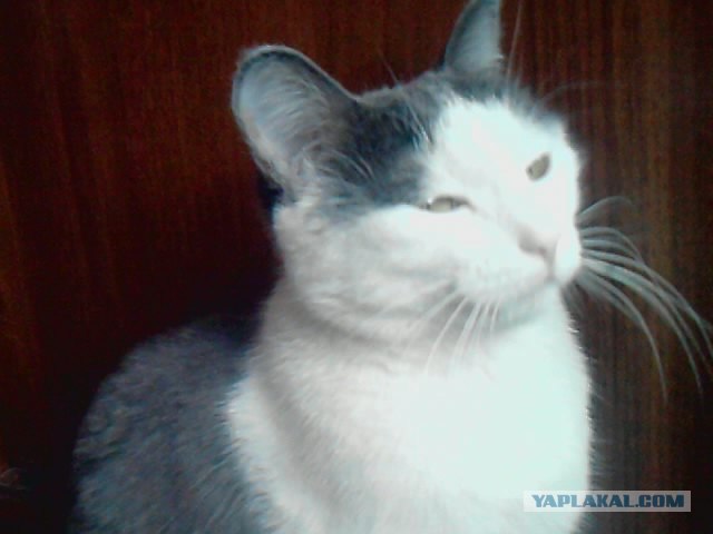 Котовторник на 26.06.12