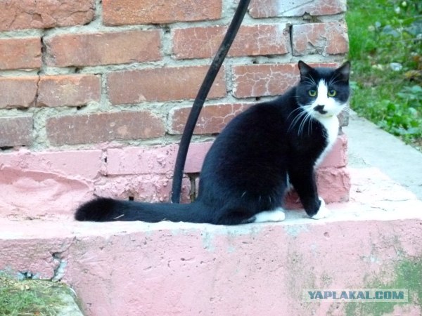Котовторник  16.10.12