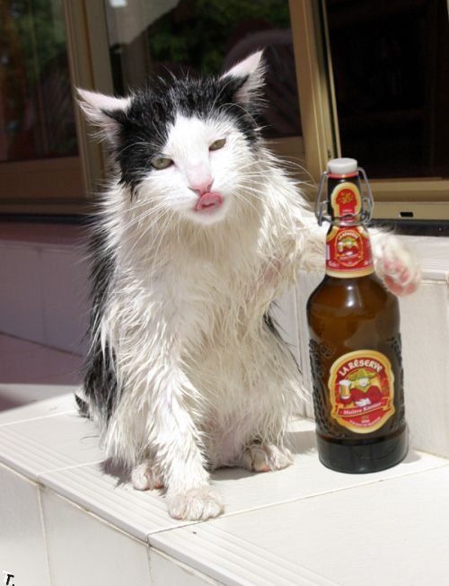 Алкоты