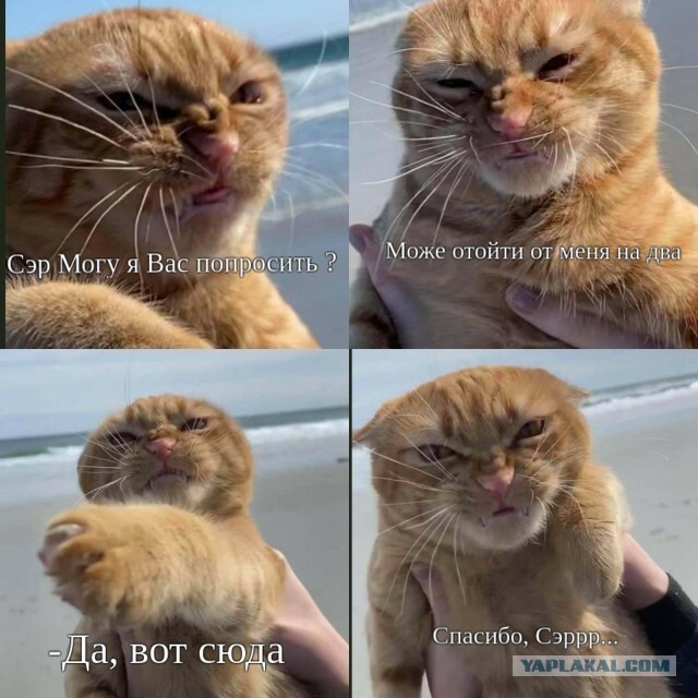 Кот с самым недовольным лицом