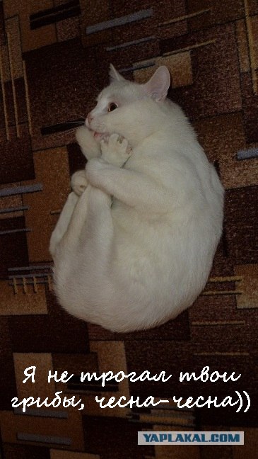 Котэ-креведко