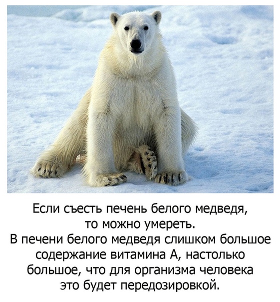 Мясо Белого Медведя