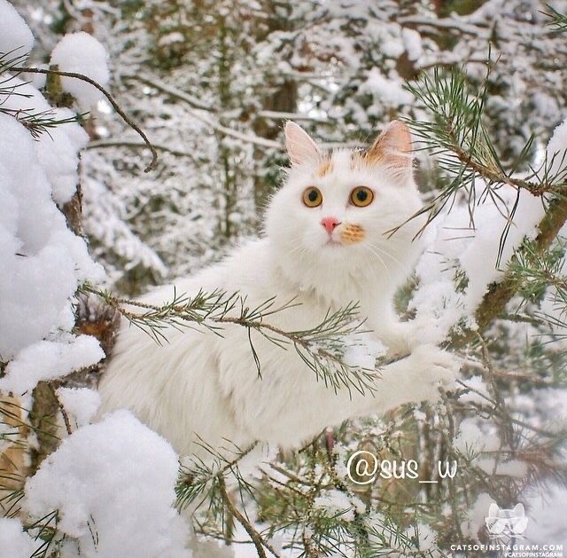 Котики из снега и котики на снегу