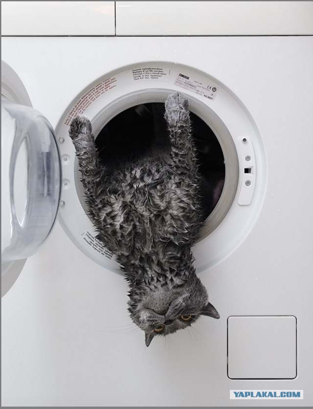 А где прячется ваш кот?