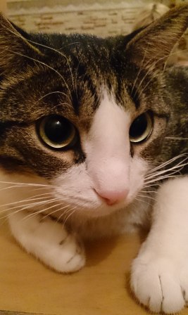 Как я котана выручал